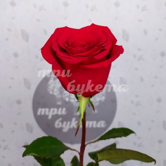 Голландская красная роза Фридом