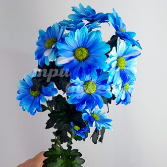 Синяя хризантема  Бакарди