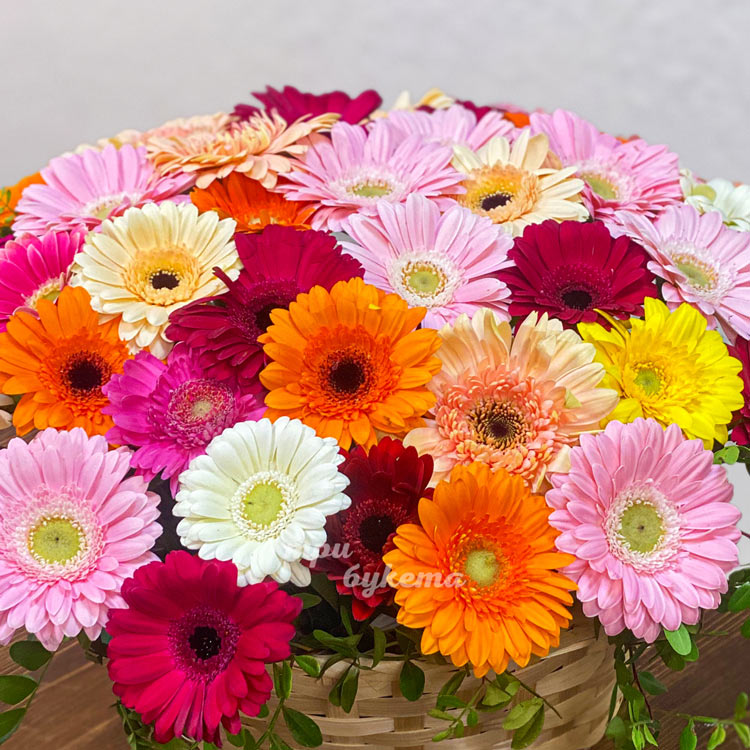 Корзина разноцветных гербер с фисташкой (крупный план)