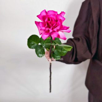 Французская роза сорта Пинк Флойд